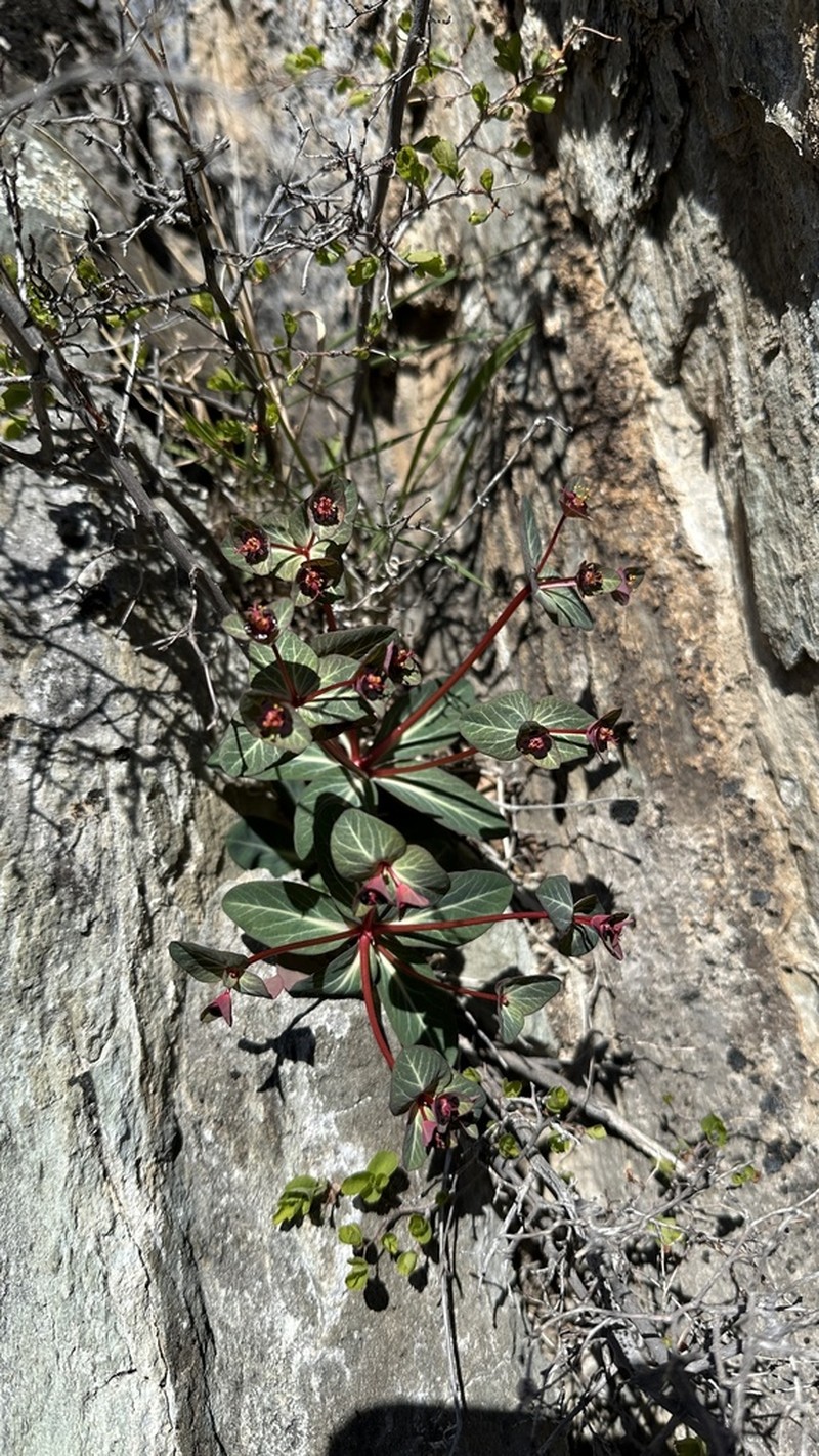 Euphorbia rupestris photo 3