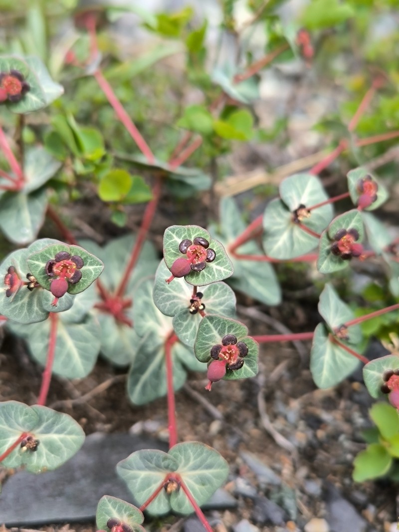 Euphorbia rupestris photo 4