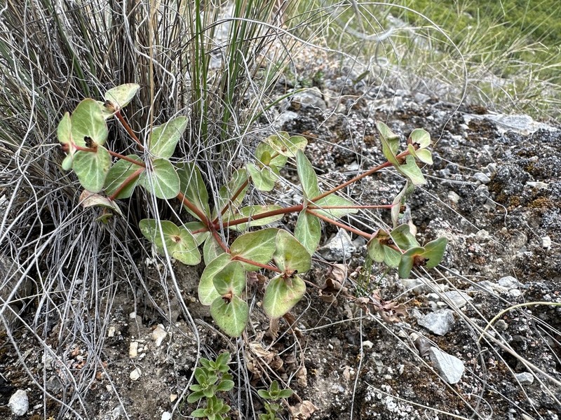 Euphorbia rupestris photo 5