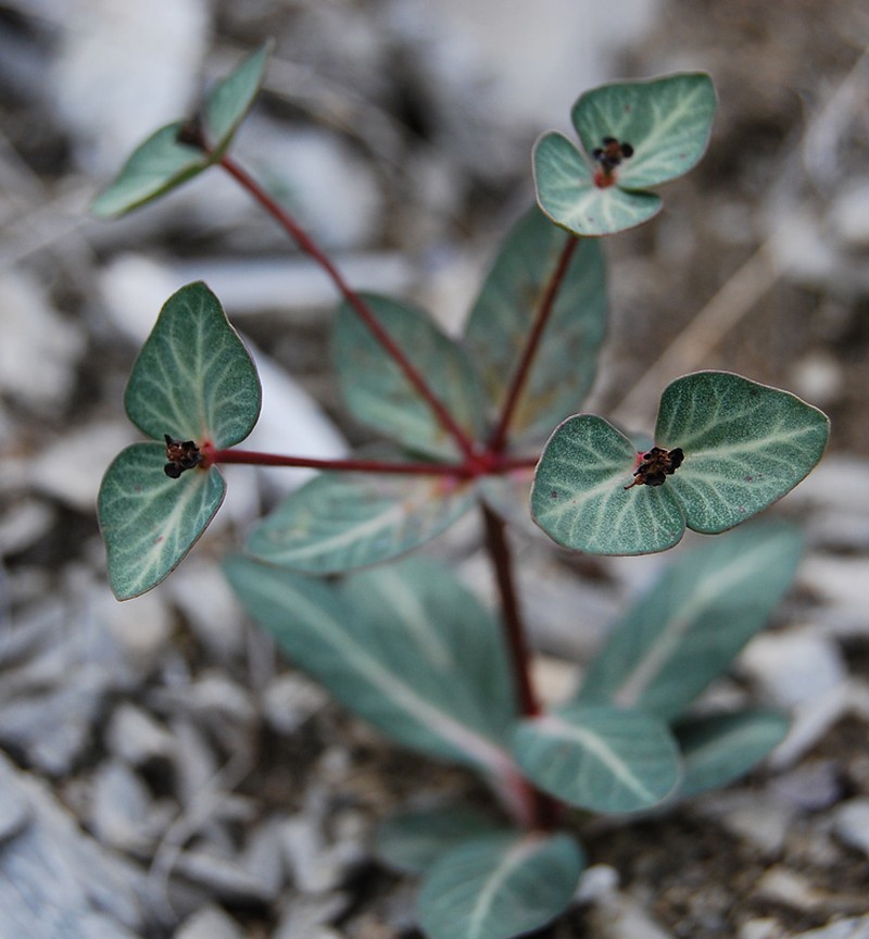 Euphorbia rupestris photo 6