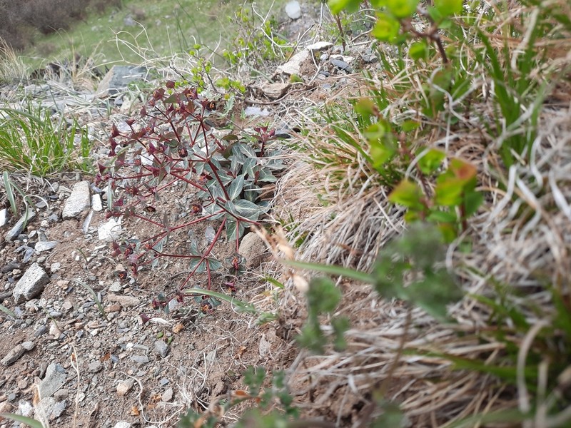 Euphorbia rupestris photo 7