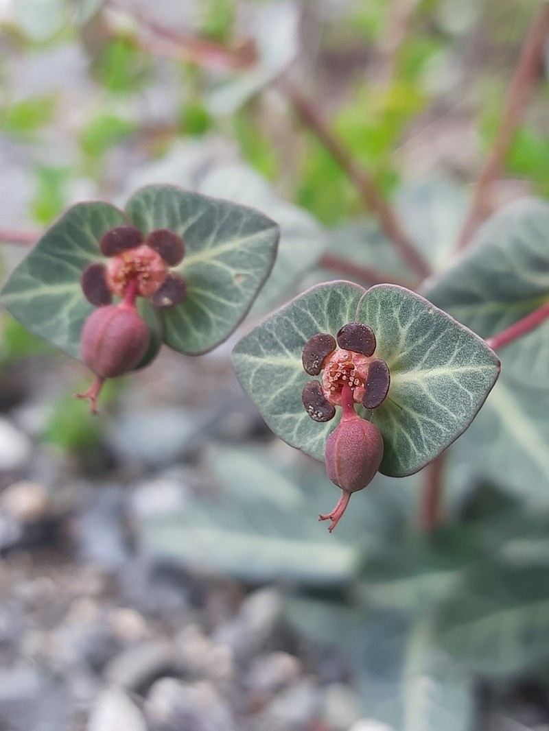 Euphorbia rupestris photo 8