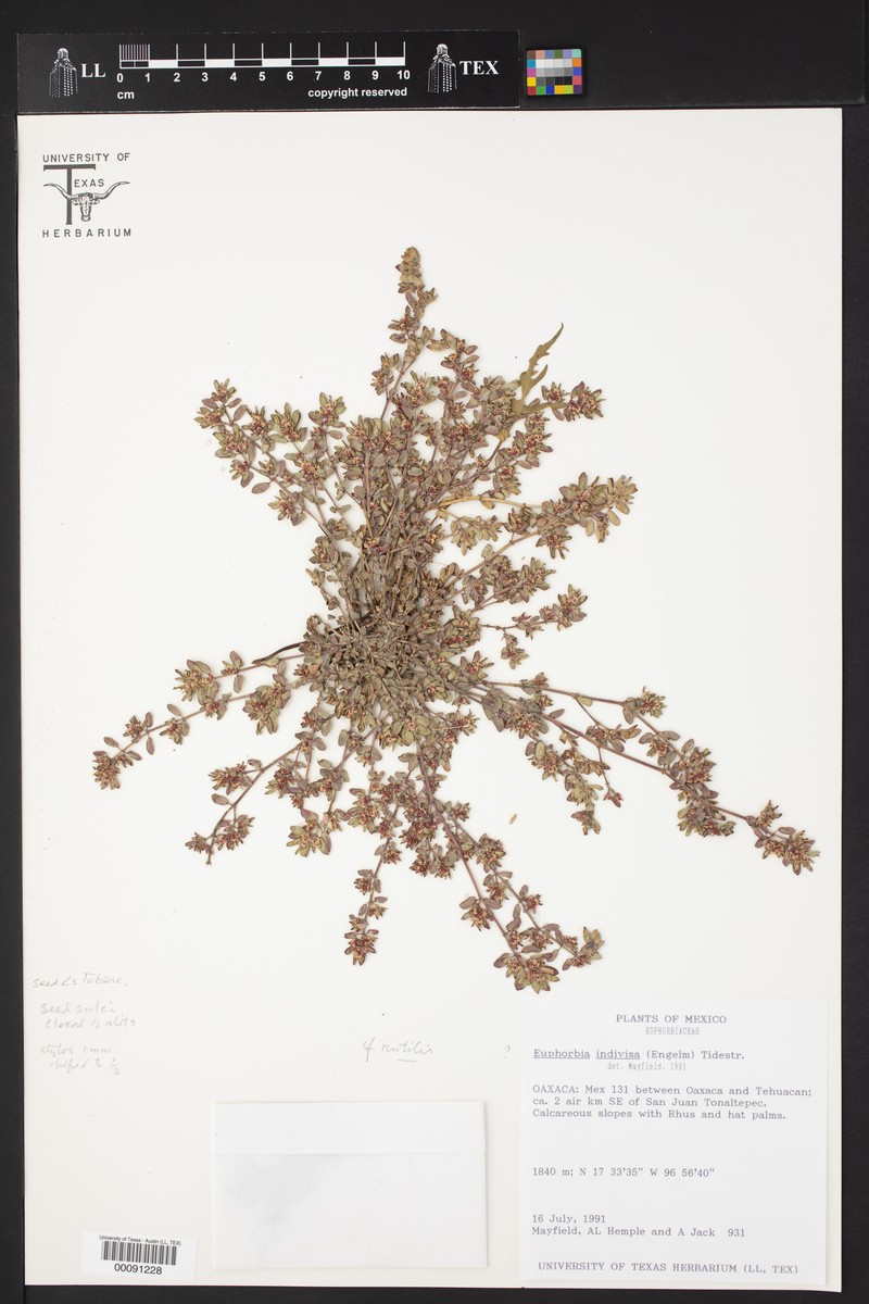 Euphorbia rutilis