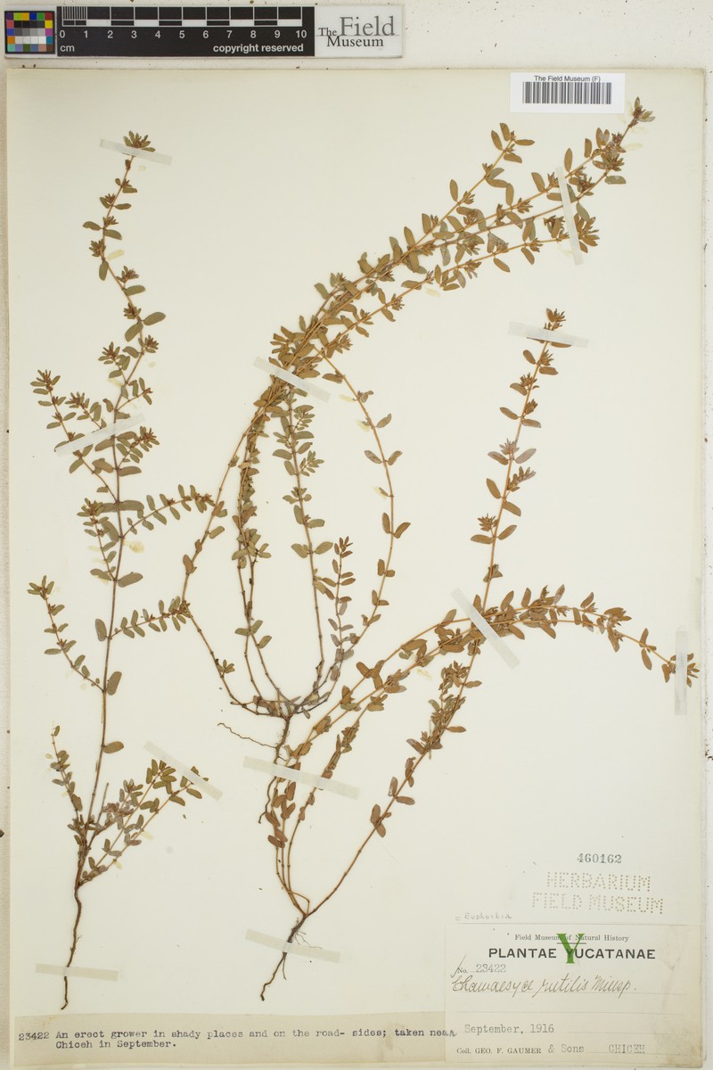Euphorbia rutilis photo 2