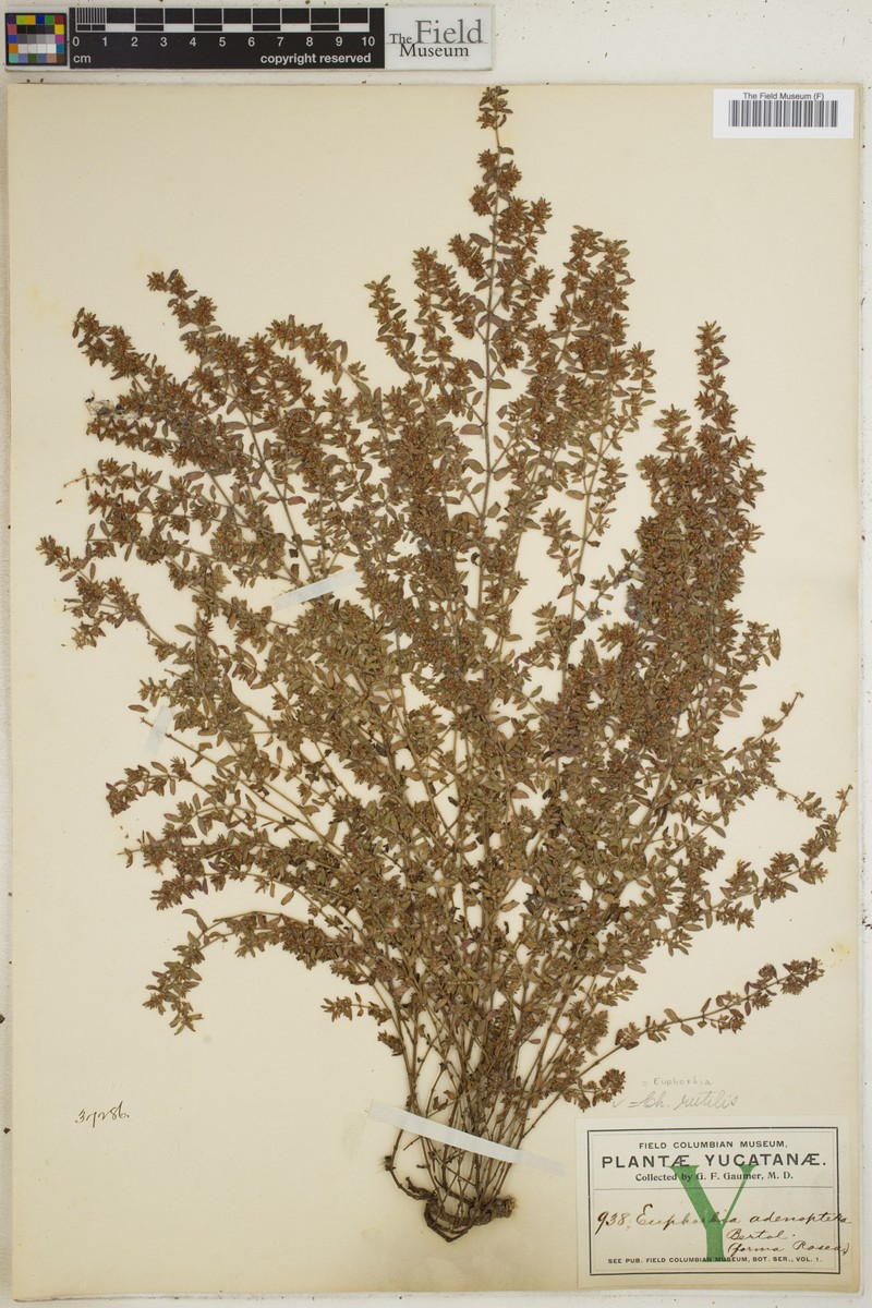 Euphorbia rutilis photo 4