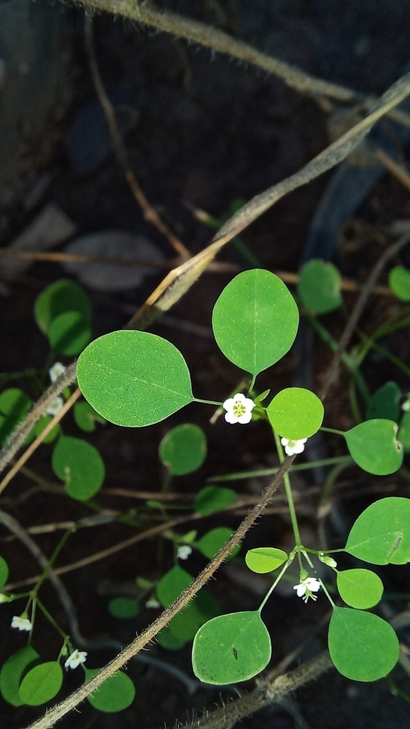 Euphorbia rzedowskii photo 3