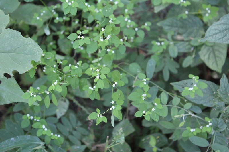 Euphorbia rzedowskii photo 4
