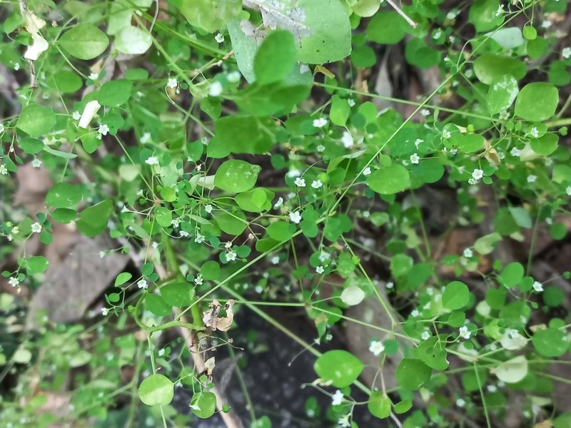 Euphorbia rzedowskii photo 5