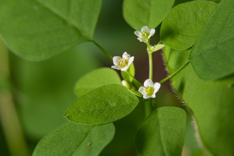 Euphorbia rzedowskii photo 6