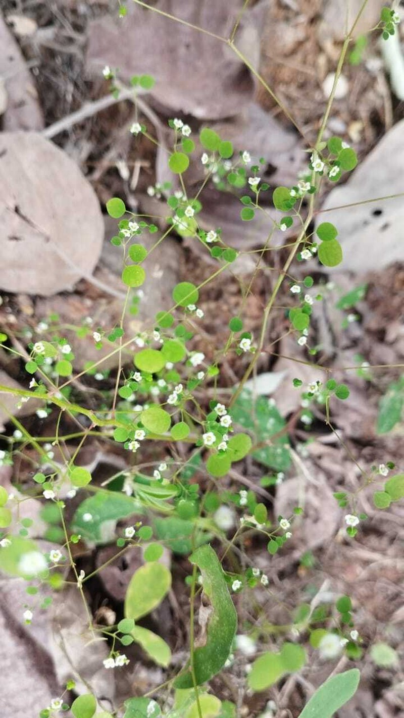Euphorbia rzedowskii photo 7