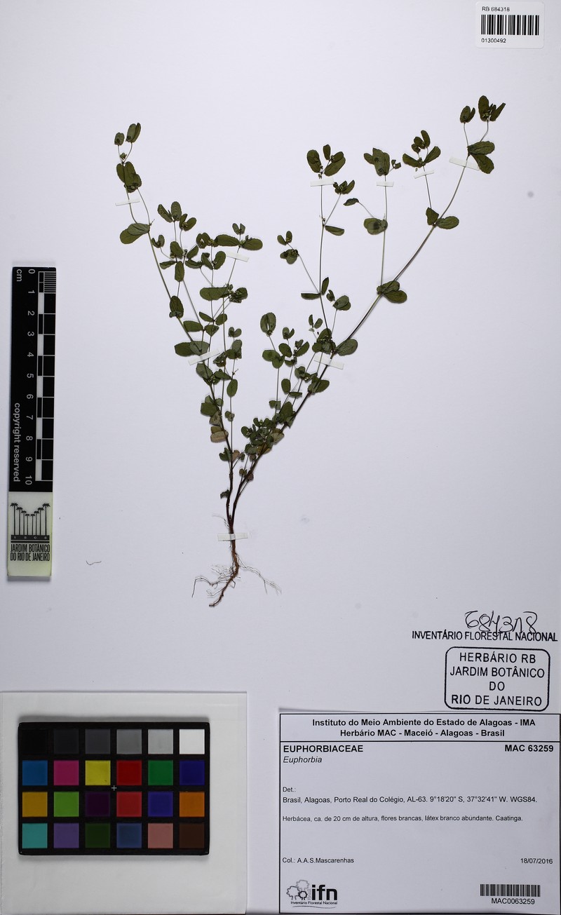 Euphorbia sabulicola