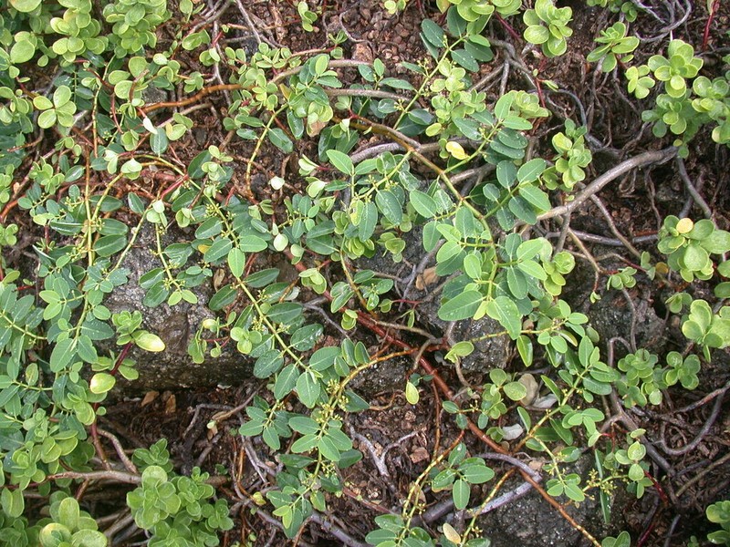 Euphorbia sachetiana