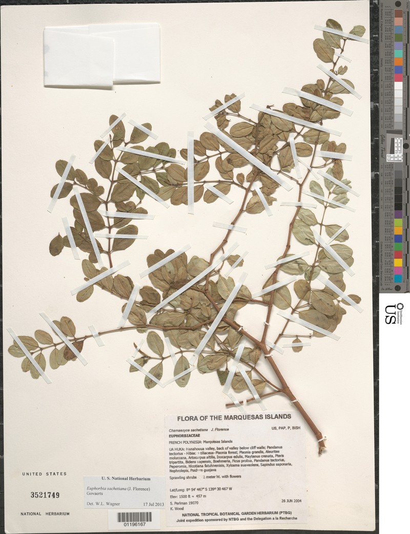 Euphorbia sachetiana photo 2