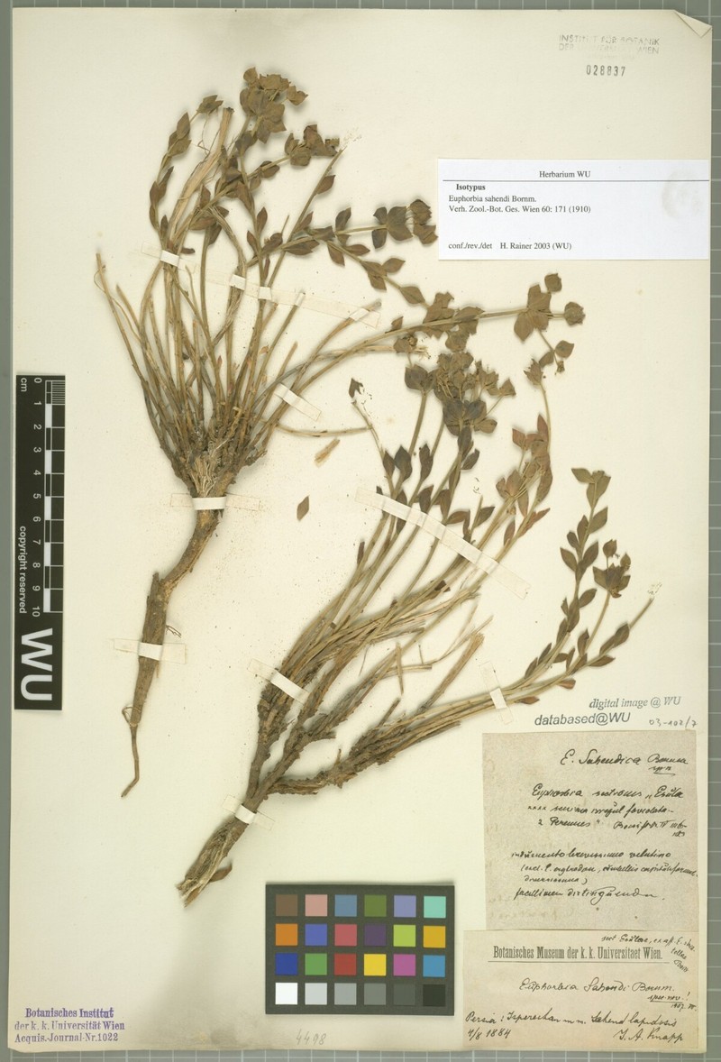 Euphorbia sahendi