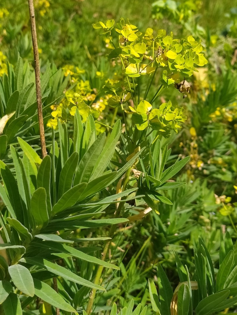 Euphorbia salicifolia