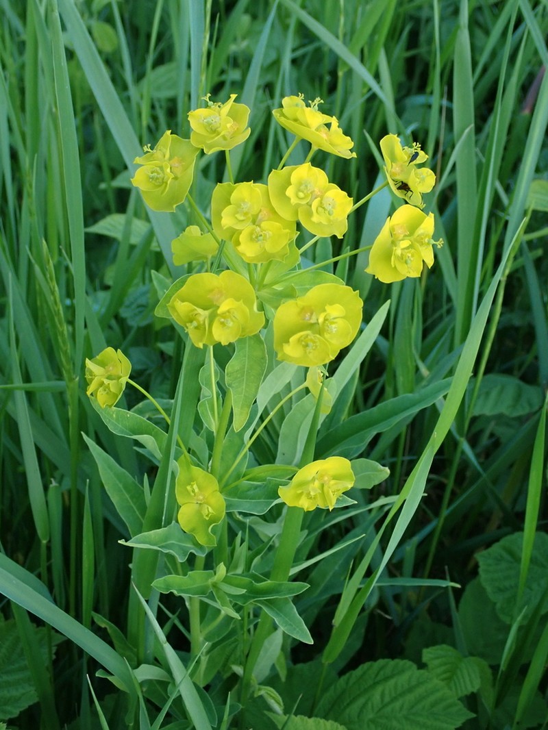 Euphorbia salicifolia photo 2
