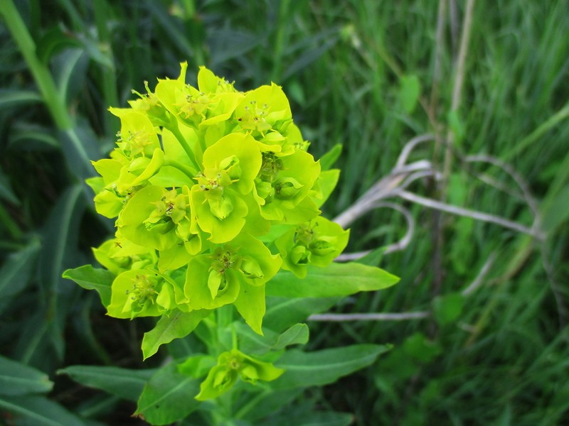 Euphorbia salicifolia photo 3