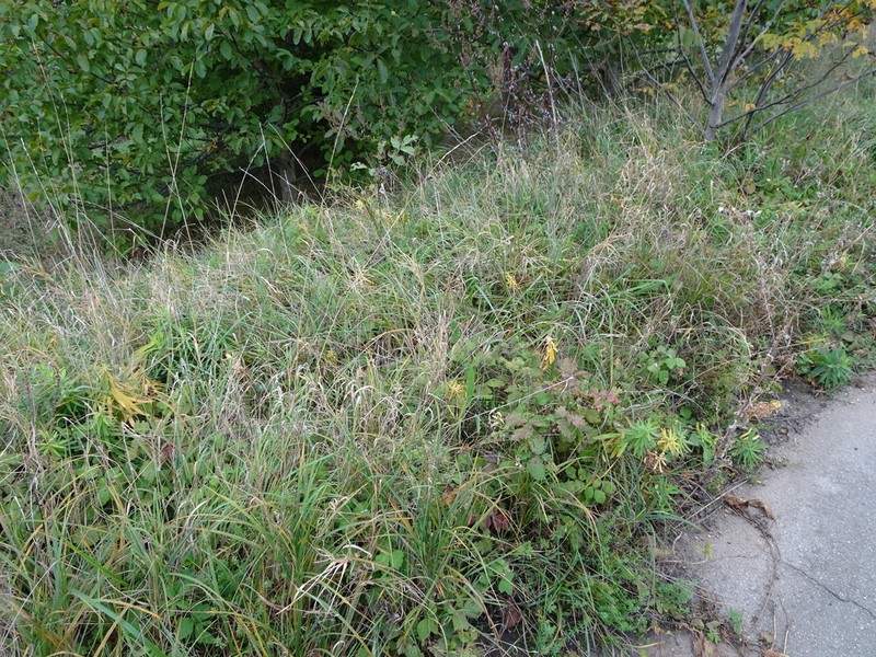 Euphorbia salicifolia photo 4
