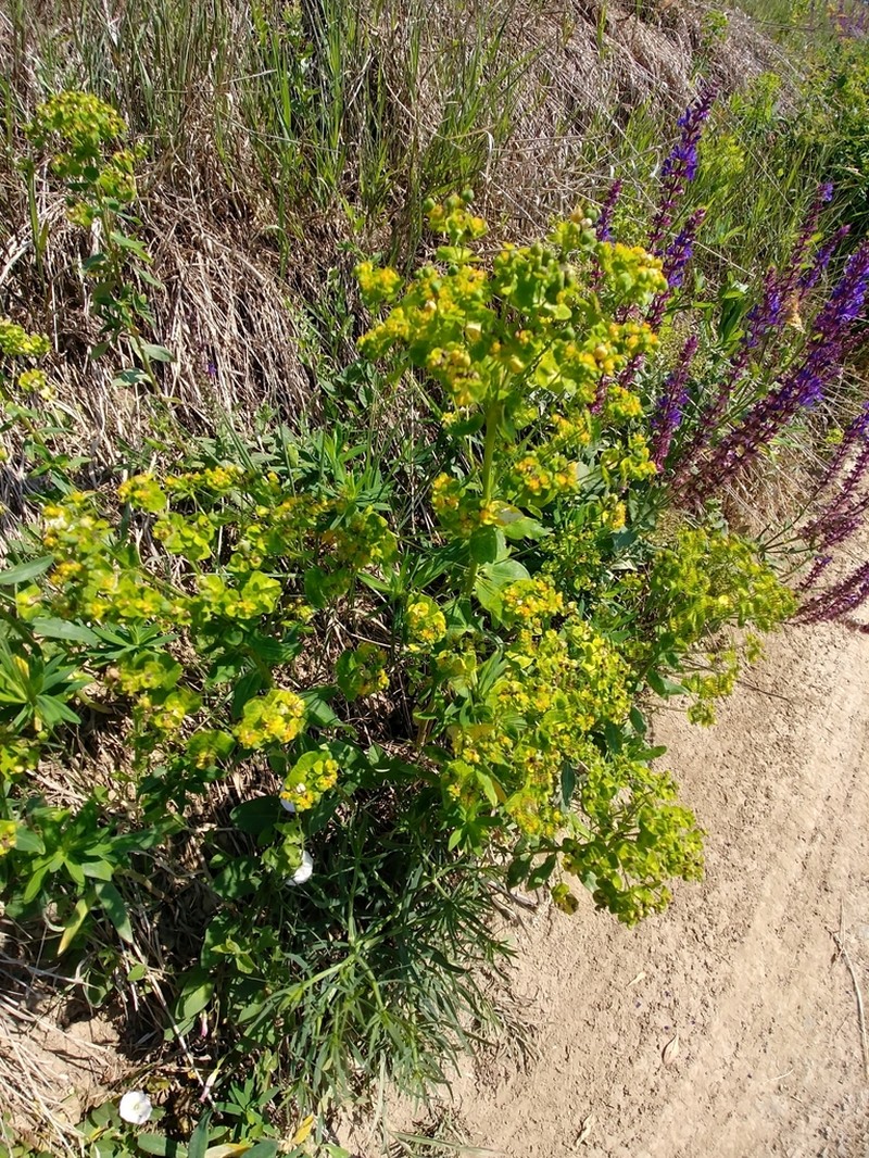 Euphorbia salicifolia photo 5