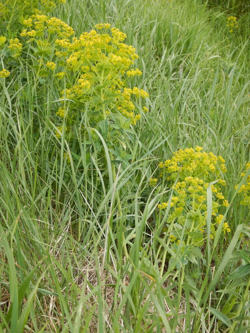 Euphorbia salicifolia photo 6
