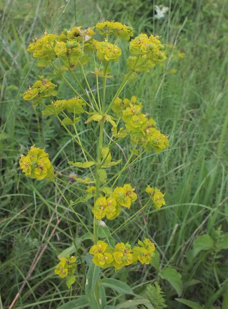 Euphorbia salicifolia photo 8