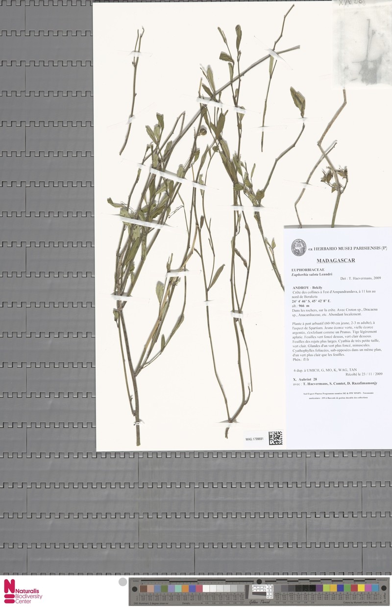 Euphorbia salota photo 2