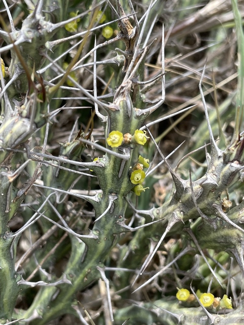 Euphorbia samburuensis photo 2