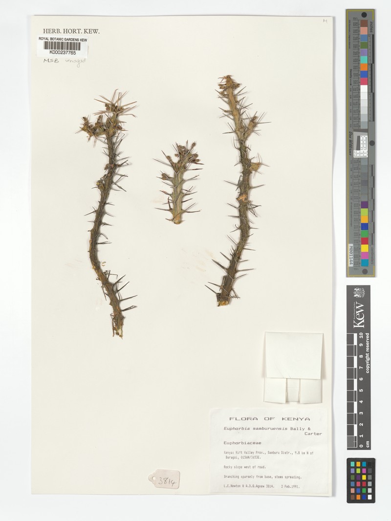 Euphorbia samburuensis photo 3