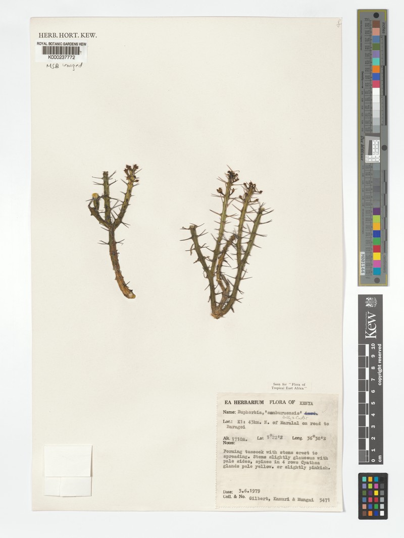 Euphorbia samburuensis photo 5