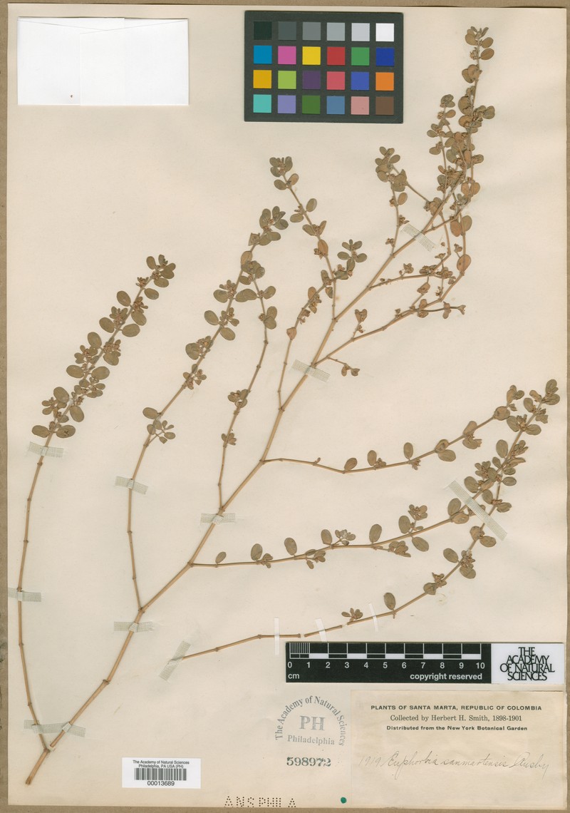 Euphorbia sanmartensis photo 2