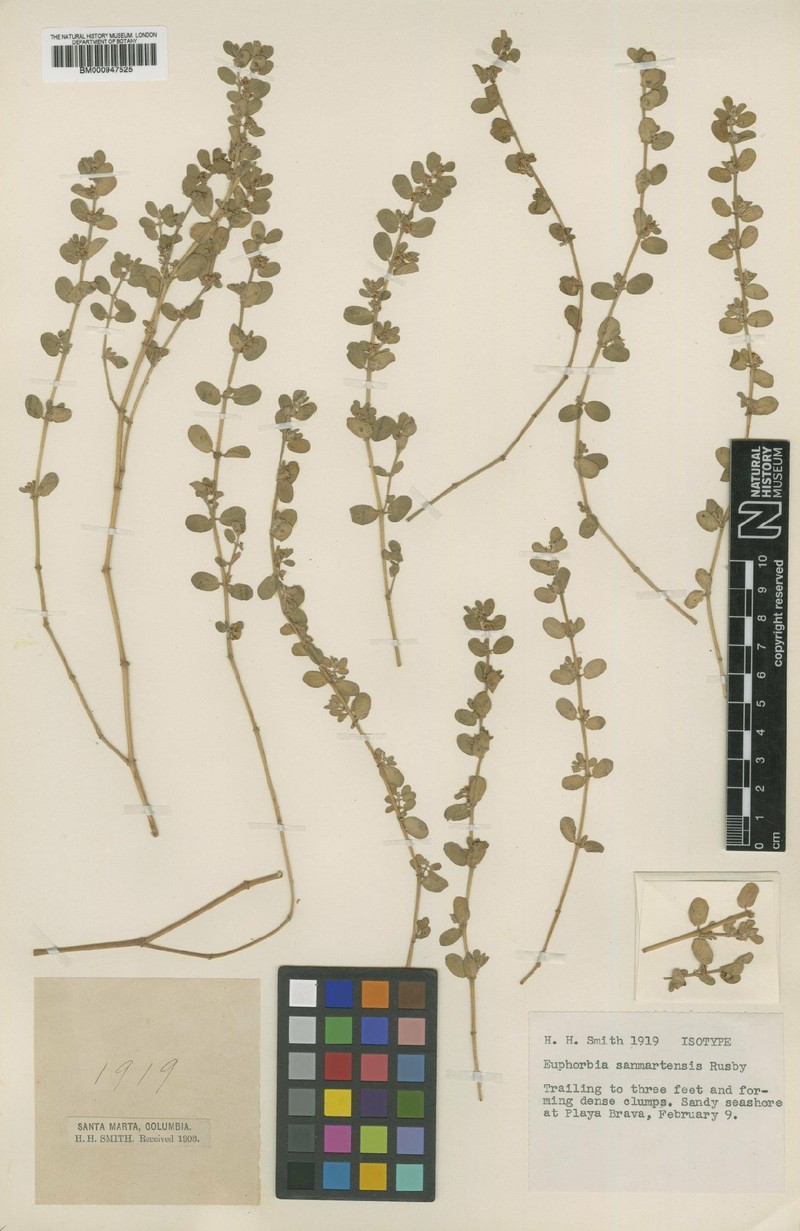 Euphorbia sanmartensis photo 3