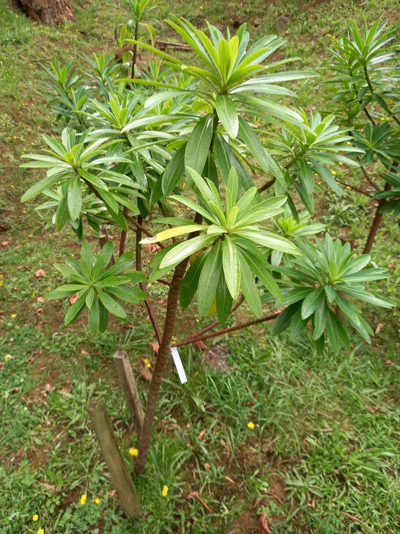 Euphorbia santamariae