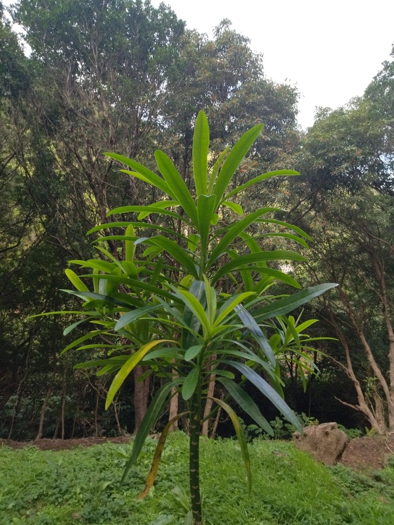 Euphorbia santamariae photo 2