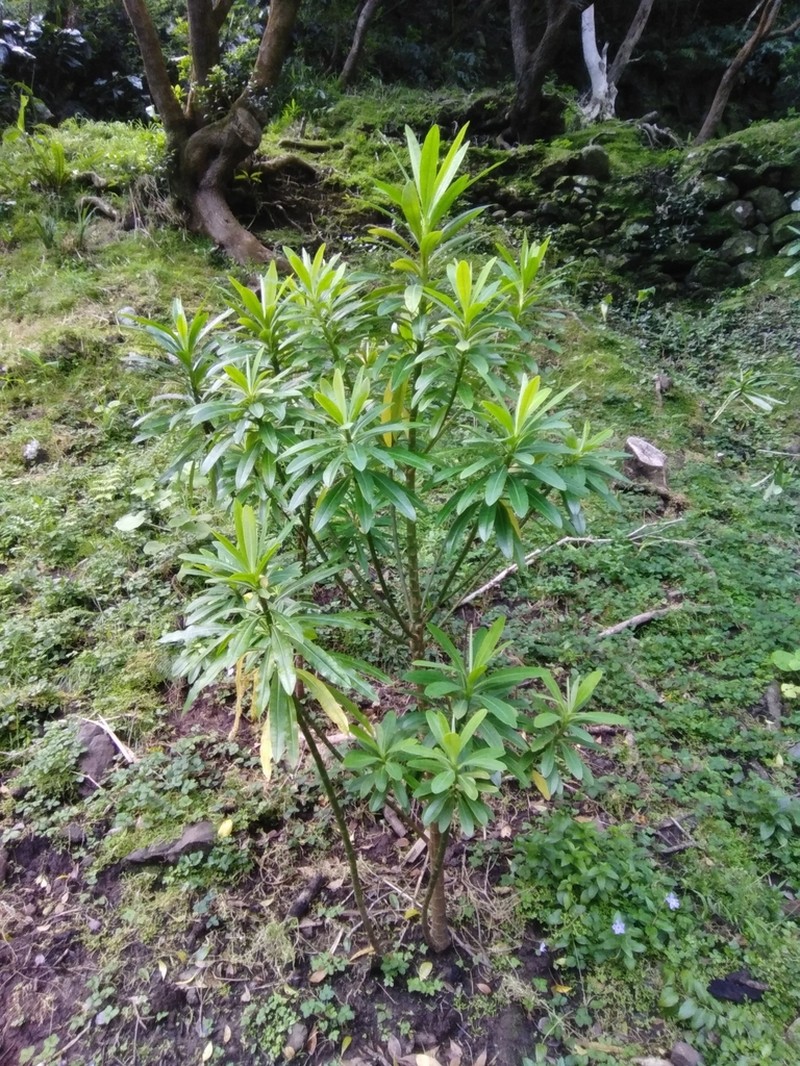 Euphorbia santamariae photo 3