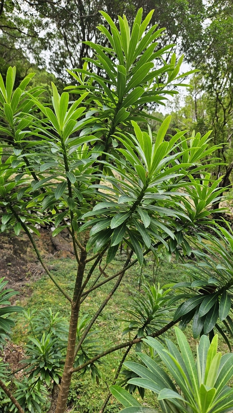 Euphorbia santamariae photo 4