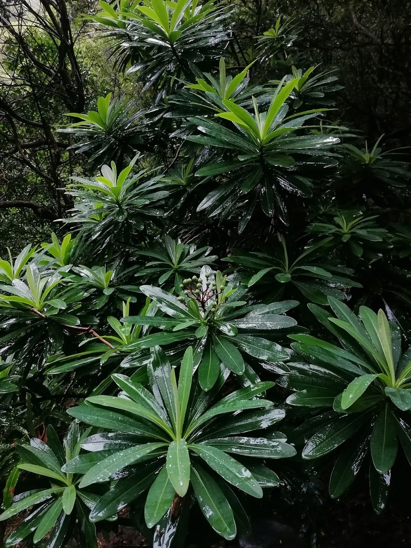 Euphorbia santamariae photo 5