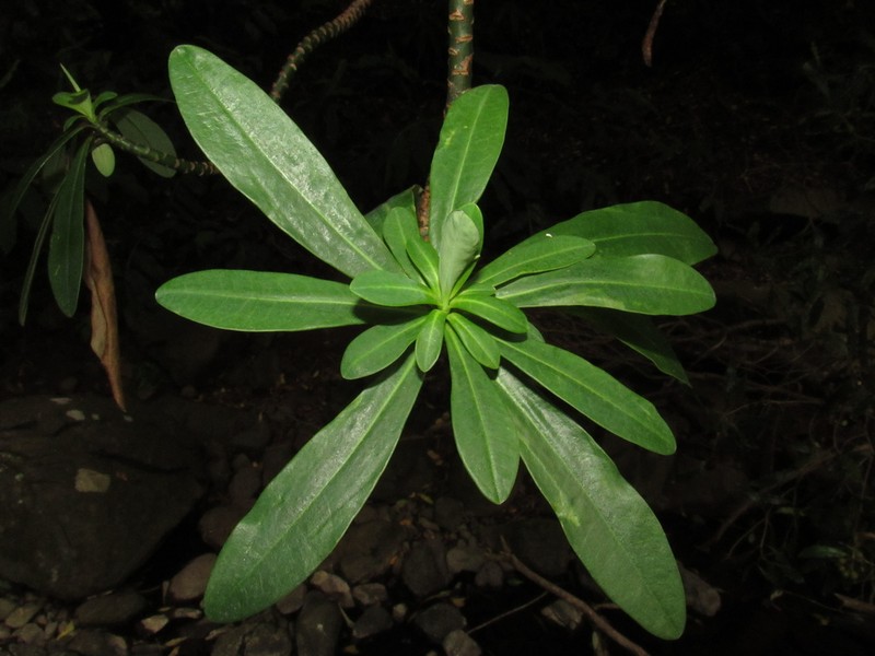 Euphorbia santamariae photo 6