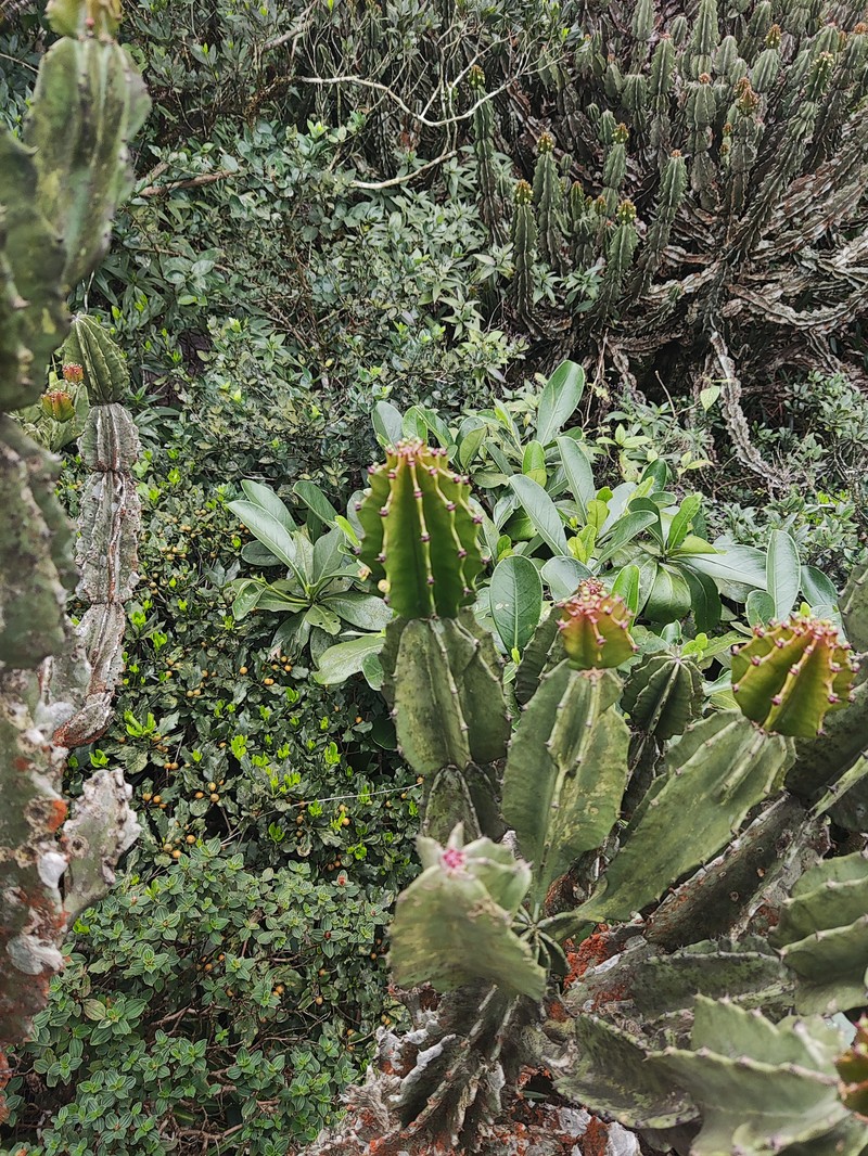 Euphorbia santapaui