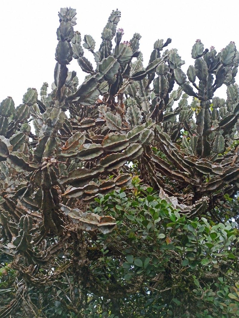 Euphorbia santapaui photo 2