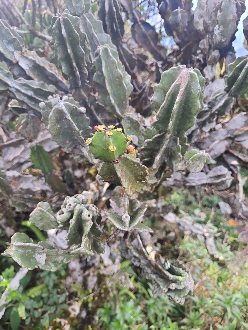 Euphorbia santapaui photo 3