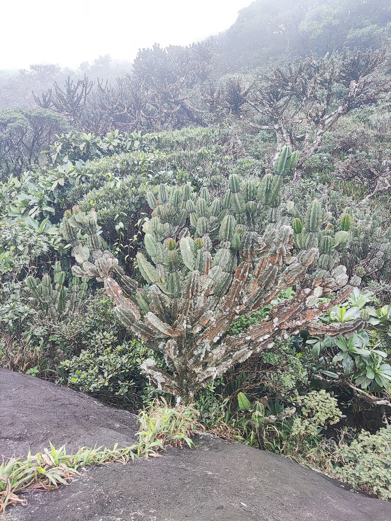Euphorbia santapaui photo 4