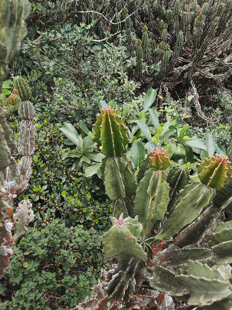 Euphorbia santapaui photo 5
