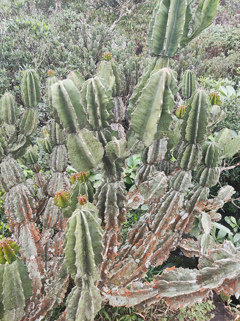 Euphorbia santapaui photo 6