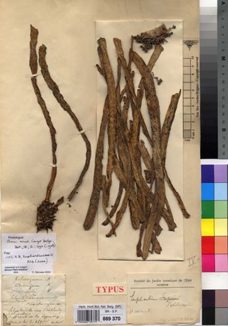 Euphorbia sapinii photo 2