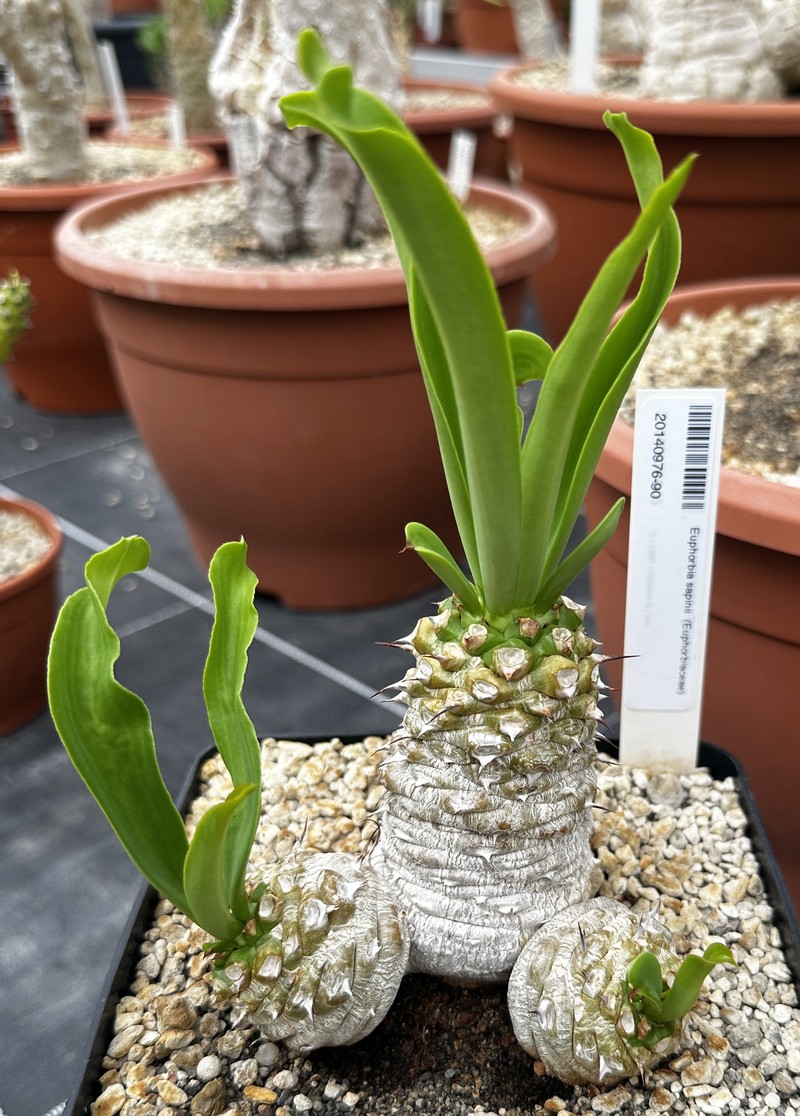 Euphorbia sapinii
