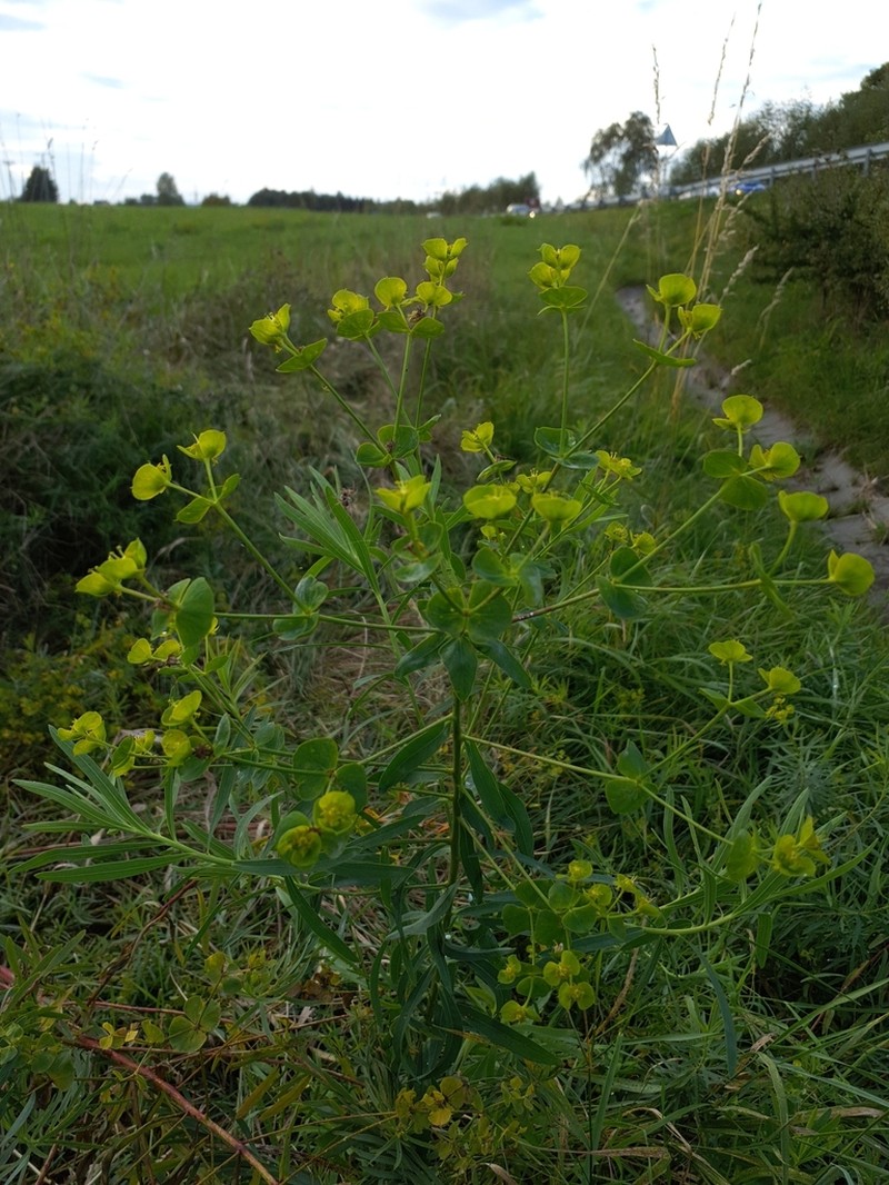 Euphorbia saratoi