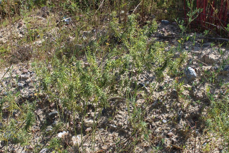 Euphorbia saratoi photo 2