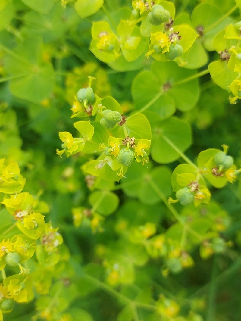 Euphorbia saratoi photo 4