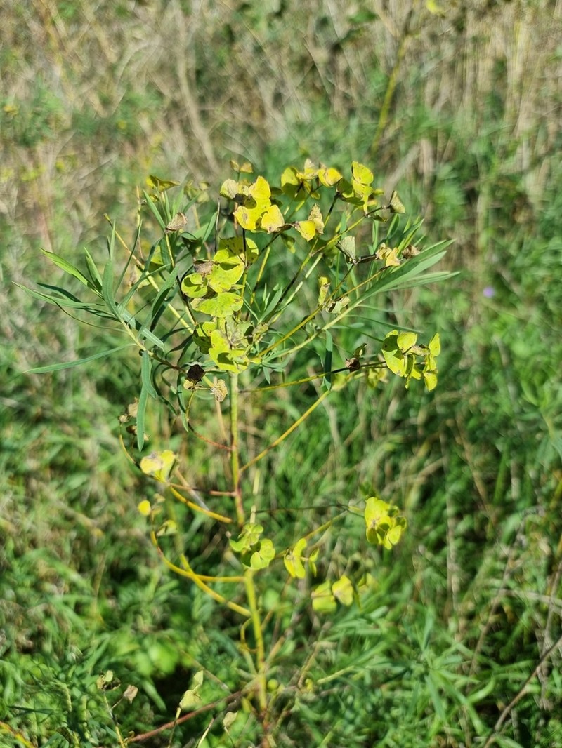 Euphorbia saratoi photo 5