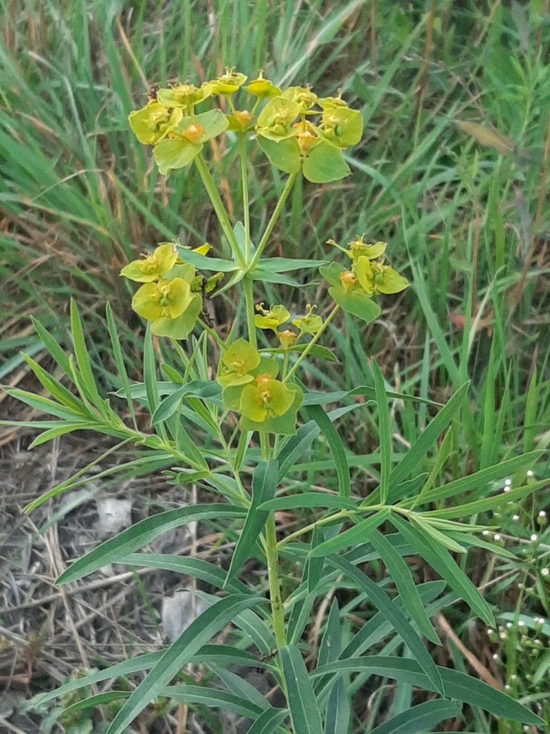 Euphorbia saratoi photo 6